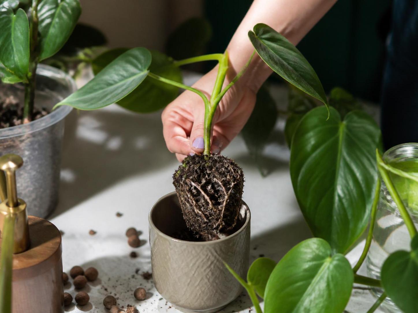 découvrez comment faire une bouture de philodendron efficacement en choisissant entre la méthode à l'eau ou à la terre. guide pratique pour réussir vos plantations.