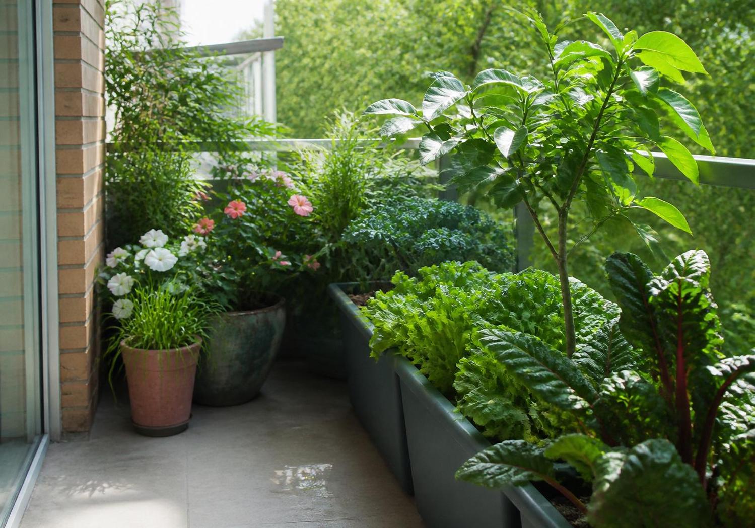 découvrez quels légumes peuvent pousser à l’ombre et apprenez des astuces simples pour les cultiver facilement dans votre jardin ombragé.