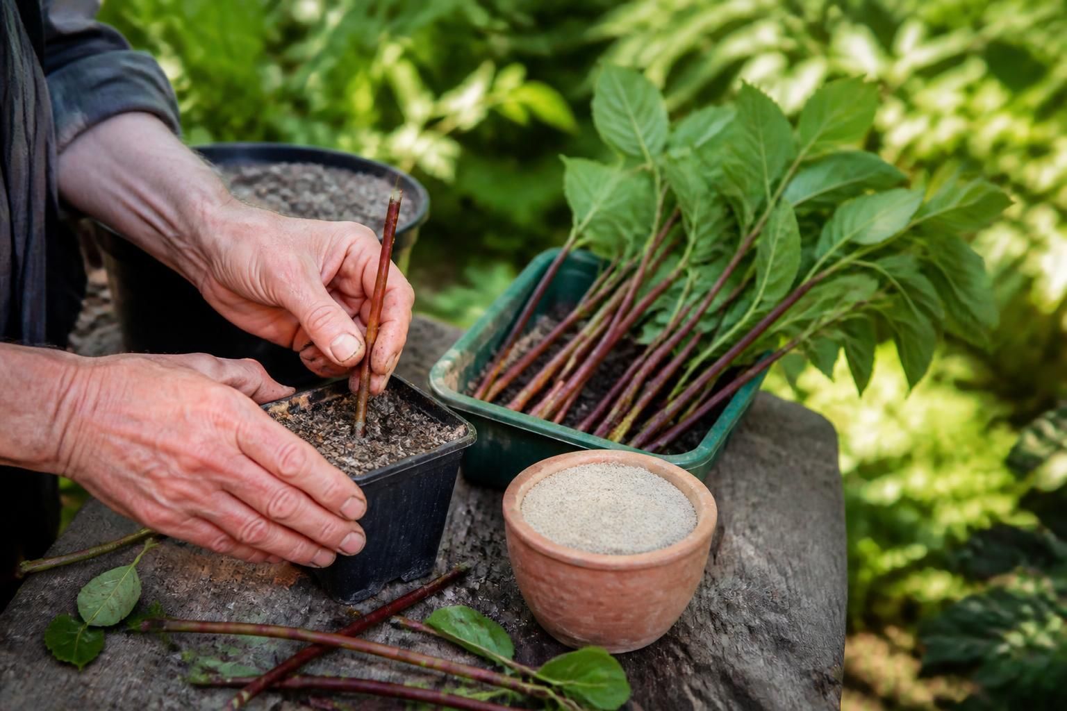 découvrez nos conseils essentiels pour réussir la bouture de cornouiller et multiplier facilement cet arbuste décoratif dans votre jardin.