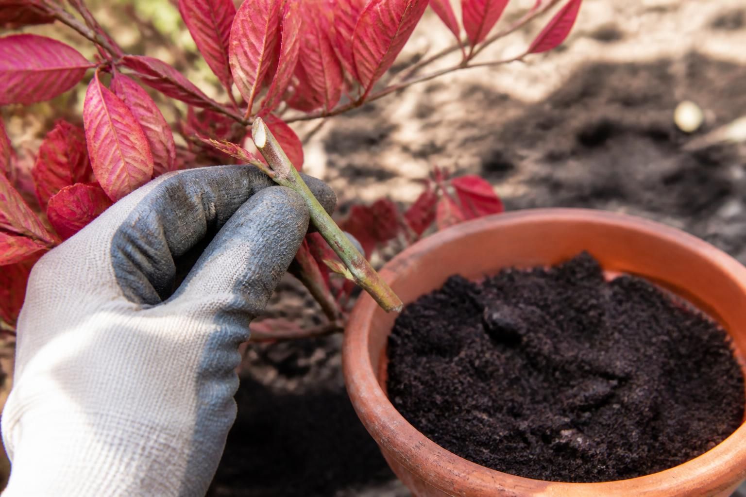 découvrez nos conseils essentiels pour réussir la bouture de cornouiller et multiplier facilement cet arbuste décoratif dans votre jardin.
