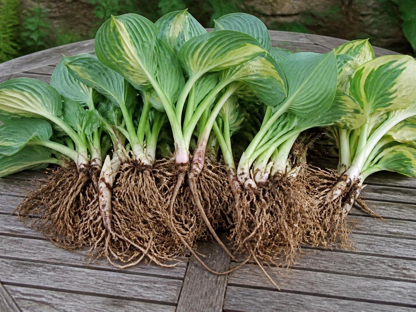 apprenez à bouturer et diviser vos hostas facilement grâce à notre guide complet pour multiplier vos plantes et embellir votre jardin.