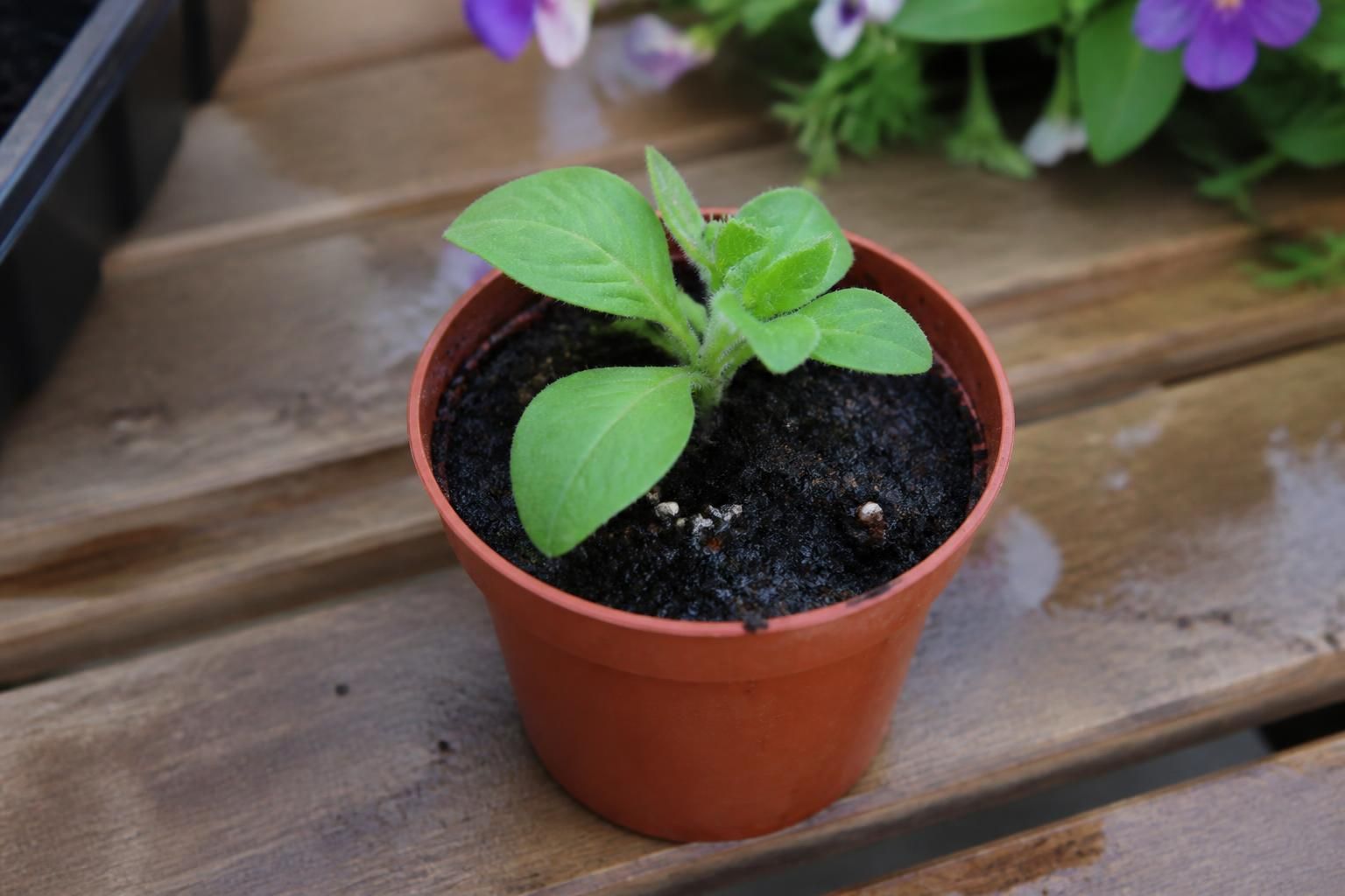 découvrez comment réussir la bouture de pétunia pour hiverner facilement vos plants et les retrouver en pleine forme au printemps.