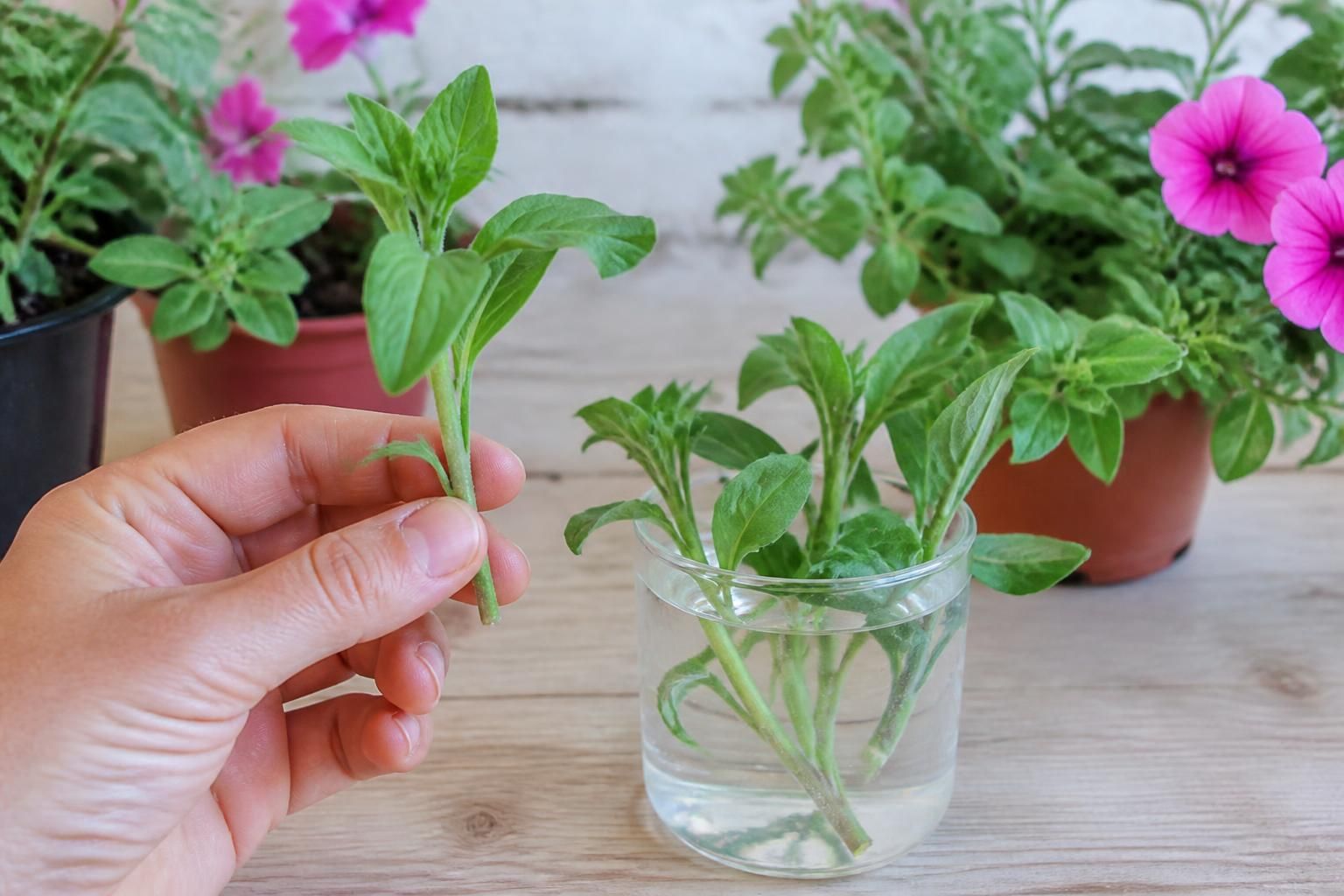 découvrez comment réaliser facilement la bouture de pétunia pour hiverner vos plants et les protéger pendant l'hiver. guide pratique étape par étape.
