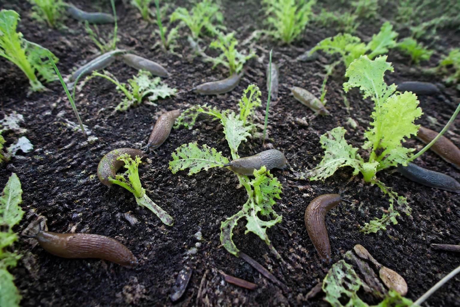 découvrez le remède miracle pour protéger votre potager des limaces et préserver vos légumes avec efficacité. adoptez une solution naturelle et durable pour un jardin en bonne santé.