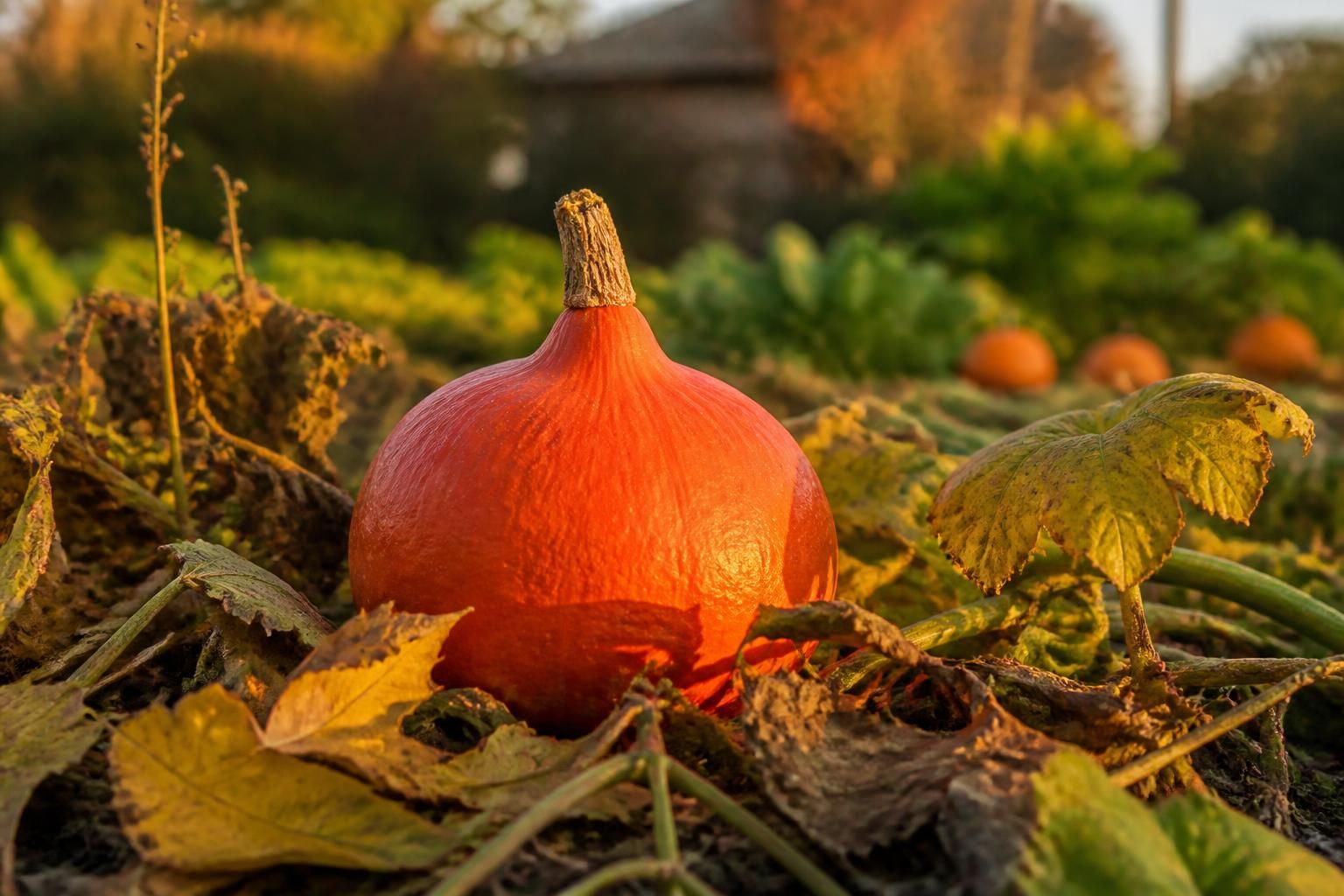 découvrez quand et comment récolter vos potimarrons pour garantir une conservation optimale et profiter pleinement de leur saveur tout au long de l'hiver.