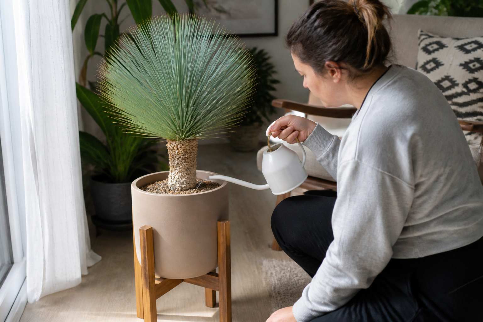 Yucca rostrata : nos conseils pour un entretien réussi