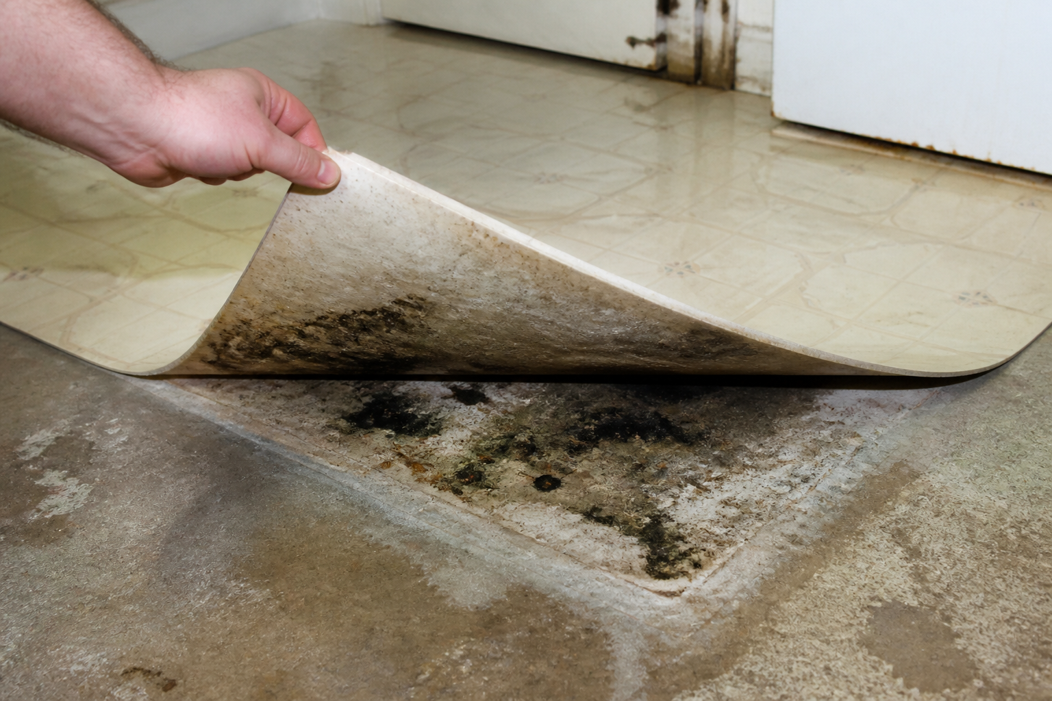 Moisissure sous le lino : comment s'en débarrasser ?
