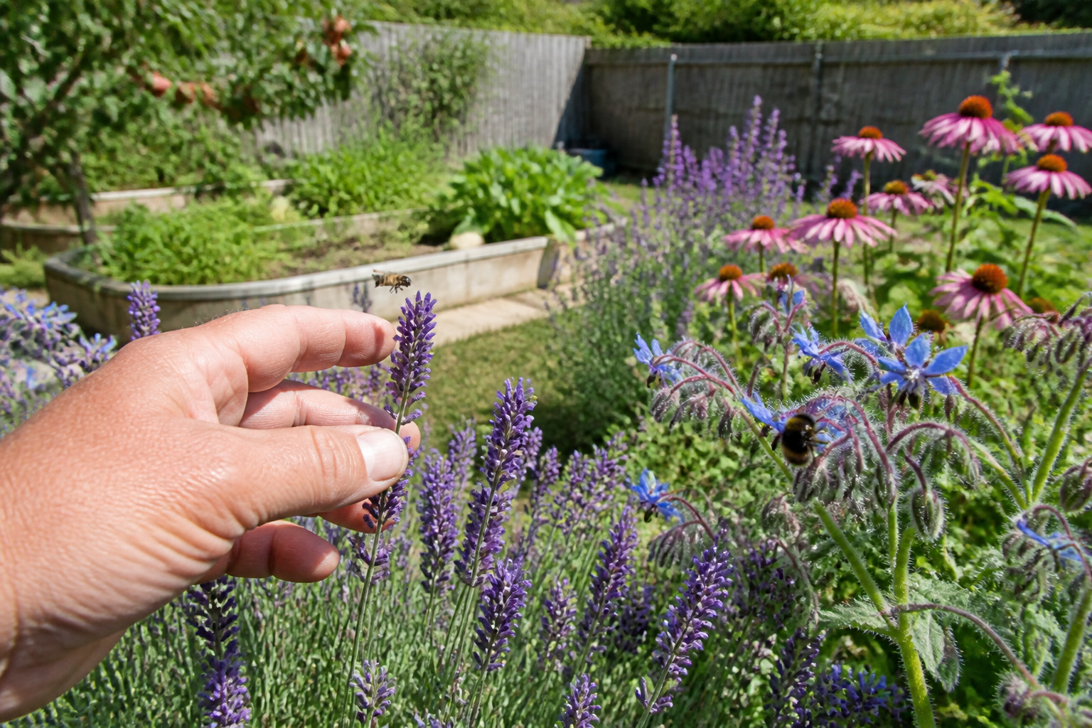 Plantes mellifères : variétés utiles pour aider les pollinisateurs
