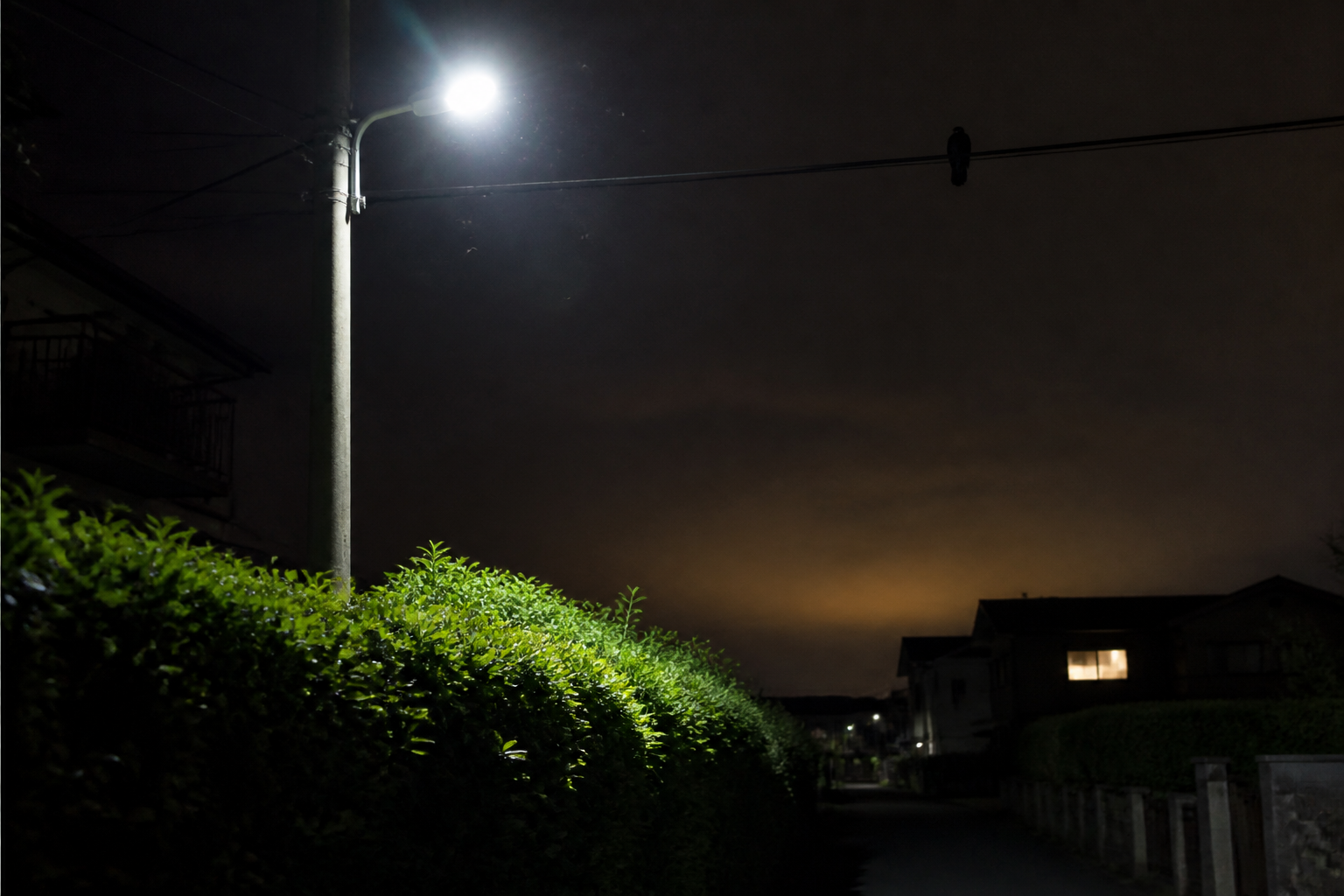 Pollution lumineuse : impacts sur la biodiversité et gestes utiles