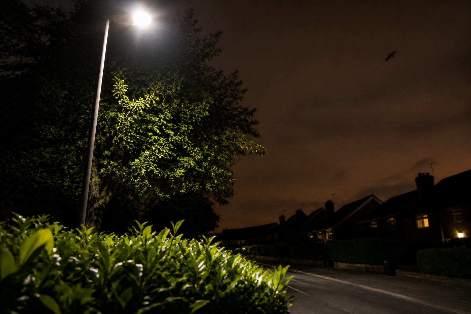 Pollution lumineuse : impacts sur la biodiversité et gestes utiles