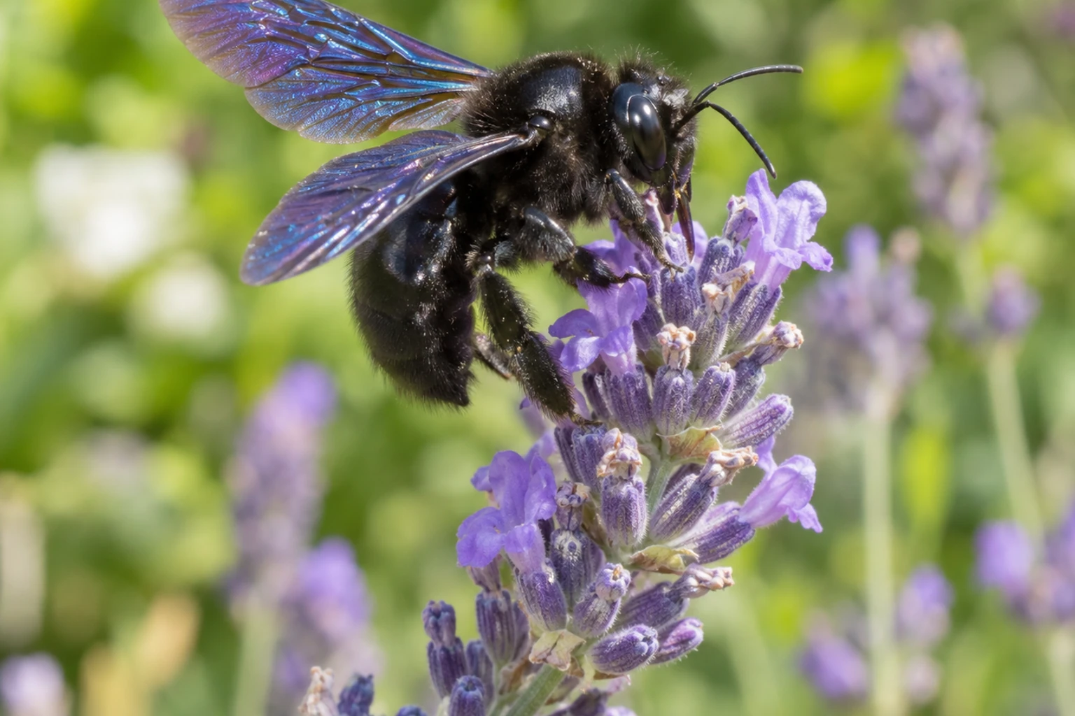 Abeille noire aux ailes bleu irisé butinant une fleur de lavande en gros plan